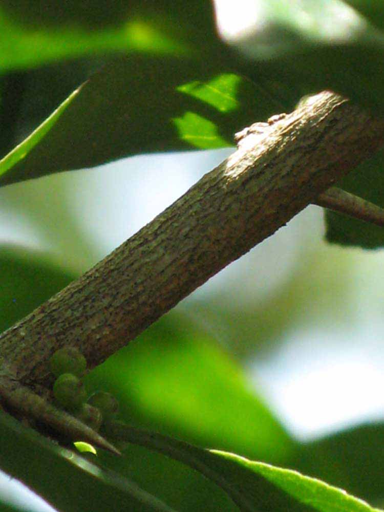              Second - third year twig (Winter Haven, FL)       